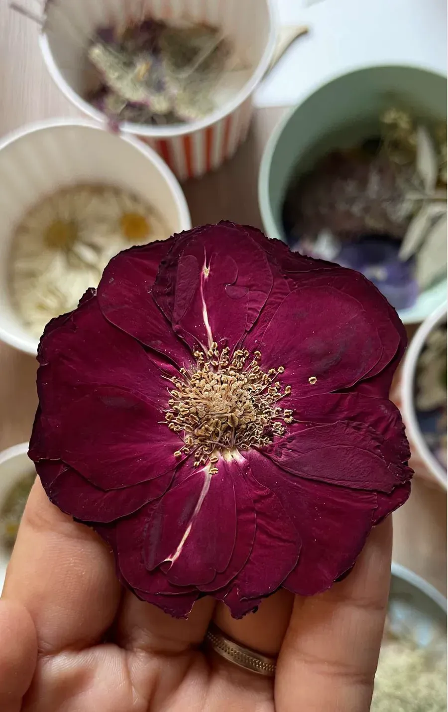 Une main tient une fleur pourpre pressée au-dessus de coupelles de pétales séchés