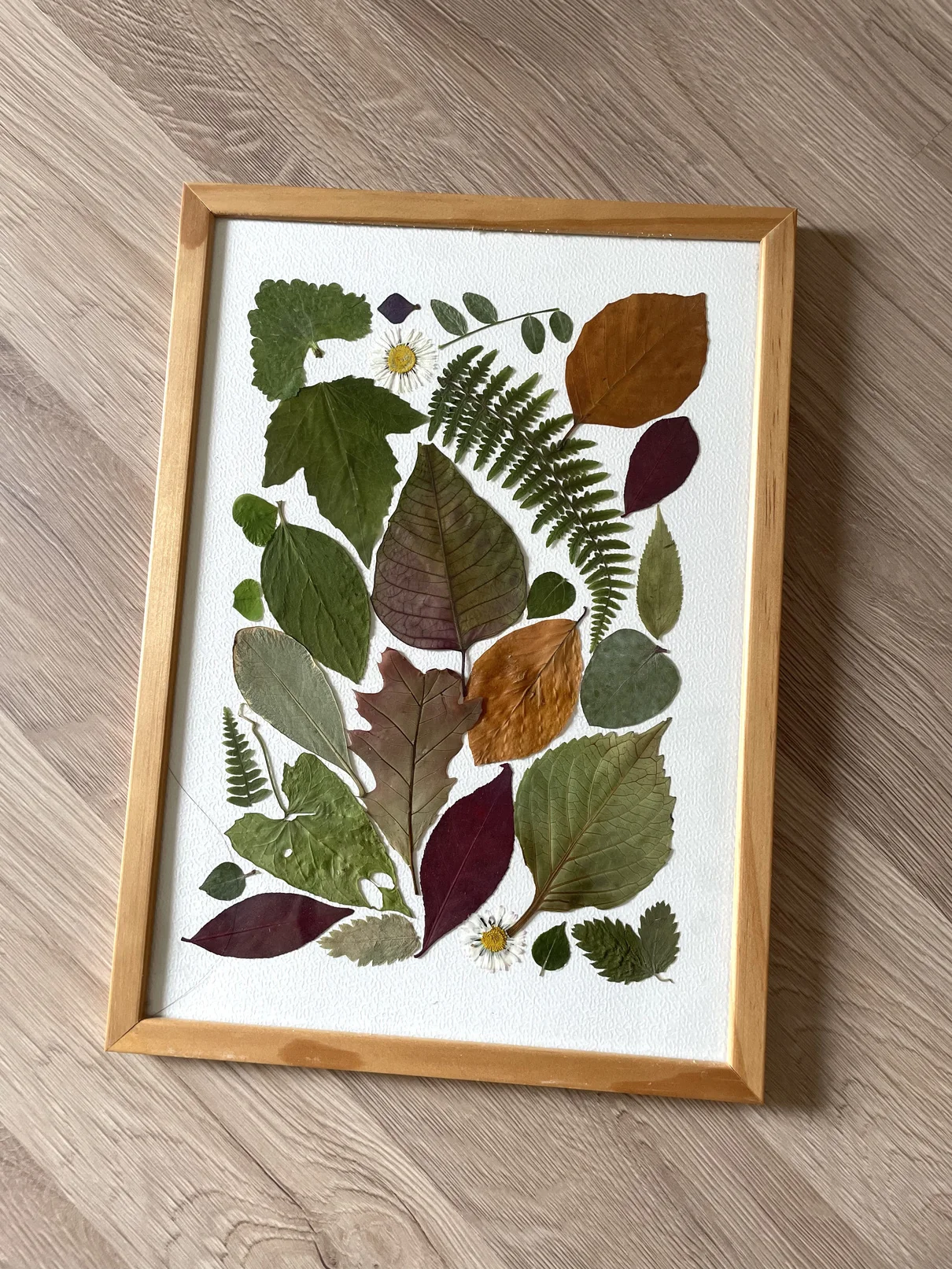 Feuilles pressées de plusieurs formes et tons verts et bruns, encadrées de bois